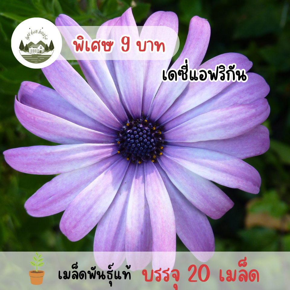 เมล็ดพันธุ์ ดอกเดซี่ดอกใหญ่ 300 เมล็ด