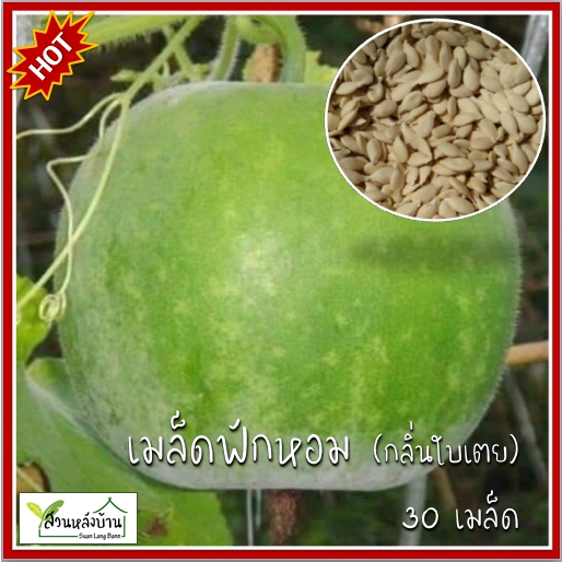 30 เมล็ด ฟักหอมใบเตย ฟักป้อม ฟัก เมล็ดฟักหอม เมล็ดฟักป้อม ฟักหอมใบเตย เมล็ดพันธุ์ฟักหอมหรือฟักป้อม