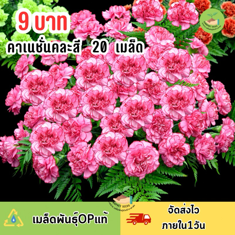 9 บาท เมล็ดพันธุ์ดอกคาเนชั่นคละสี บรรจุ20 เมล็ด ดอกสวย
