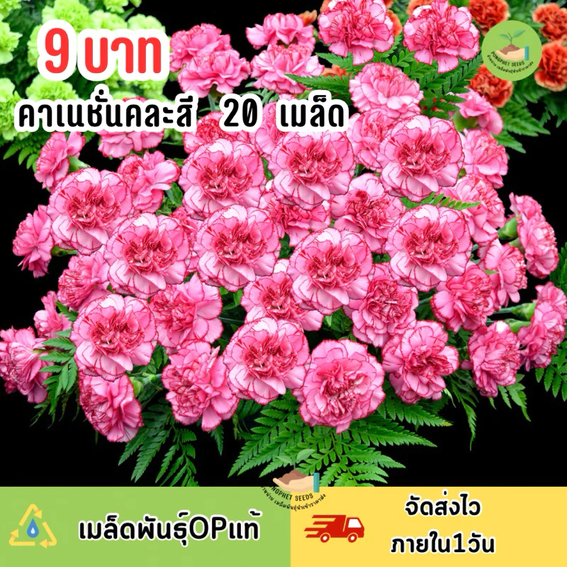 9 บาท เมล็ดพันธุ์ดอกคาเนชั่นคละสี บรรจุ20 เมล็ด ดอกสวย