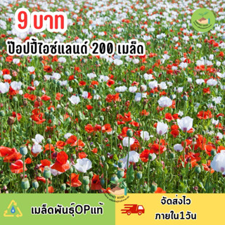 พิเศษ9บาท ‼️ เมล็ดพันธุ์ดอกป๊อปปี้ บรรจุ 200 เมล็ด