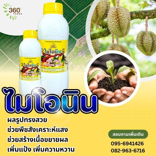 ไมโอนิน เข้าสีไว ผลใหญ่ น้ำหนักมาก รสชาติดี