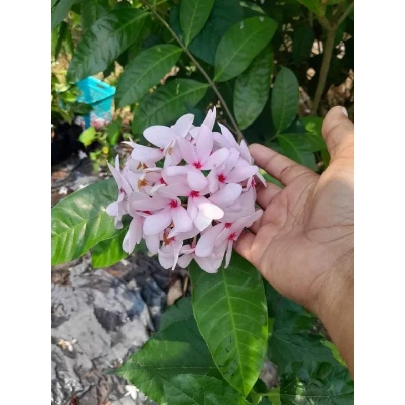 ดอกพุดสีชมพูกลิ่นหอมหายาก1ต้นถุงดำประมาณ20-30ซม.