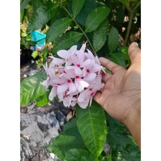 ดอกพุดสีชมพูกลิ่นหอมหายาก1ต้นถุงดำประมาณ20-40ซม.