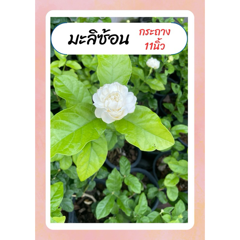 มะลิซ้อน มะลิดอกใหญ่ มะลิหอมมาก ไม้แดด กระถาง11นิ้ว