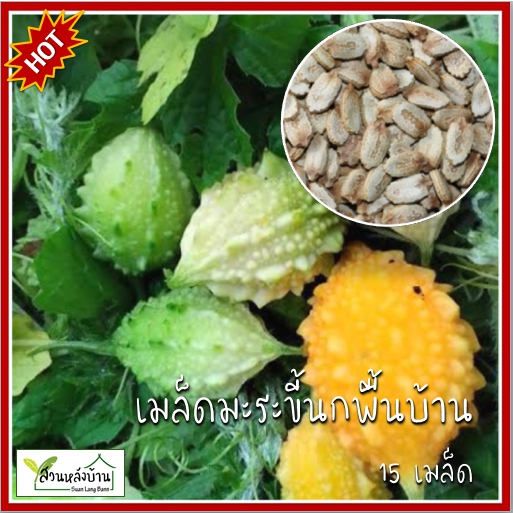 15 เมล็ด มะระขี้นกพันธุ์พื้นบ้าน เมล็ดมะระขี้นกพันธุ์พื้นบ้าน มะระขี้นก เมล็ดมะระขี้นก