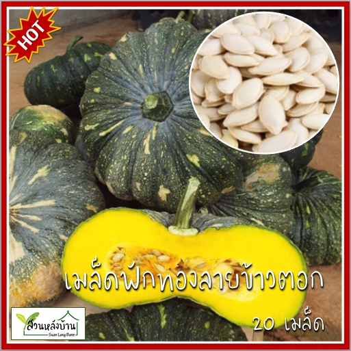 20 เมล็ด ฟักทองลายข้าวตอก เมล็ดฟักทองลายข้าวตอก ฟักทอง เมล็ดฟักทอง