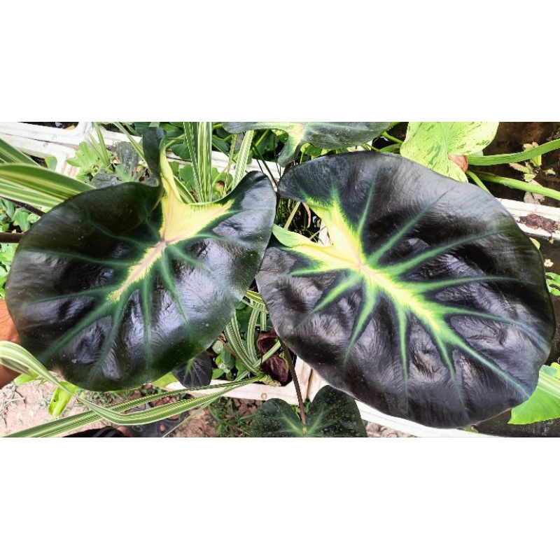 Colocasia Tossakan(ทศกัณฐ์)
