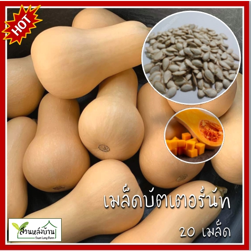 20 เมล็ด บัตเตอร์นัท ฟักบัตเตอร์นัท ฟักทอง เมล็ดฟักทอง เมล็ดบัตเตอร์นัท เมล็ดฟักบัตเตอร์นัท
