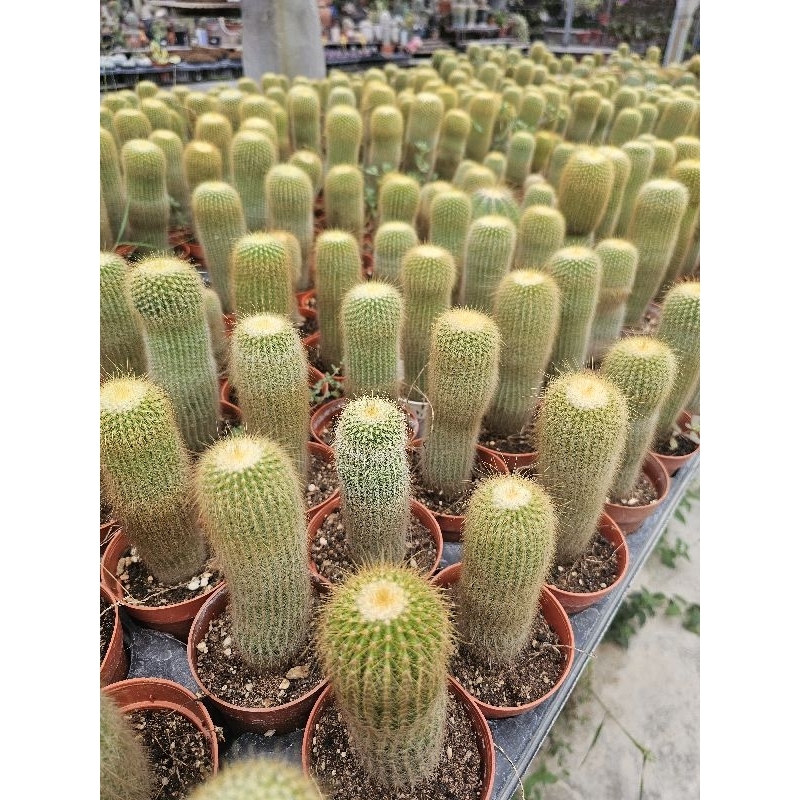 ไม้ลำจัดสวนกระบองทองกระถาง3“ 15-16 cm