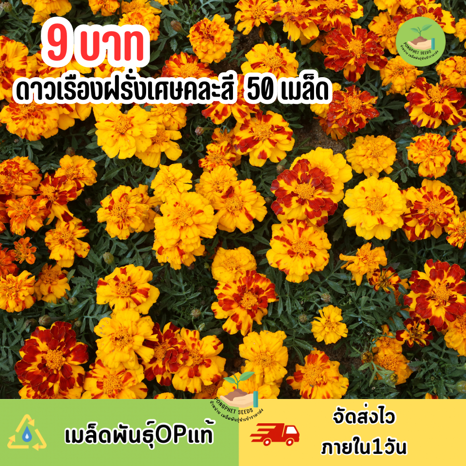 9 บาท เมล็ดพันธุ์ดอกดาวเรืองฝรั่งเศษคละสี บรรจุ 50 เมล็ด