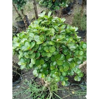 ต้นช้อนเงินช้อนทองไม้มงคล1ต้นถุงดำ