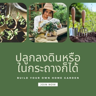 เมล็ดผักสลัด เมล็ดผัก 10แถม1 เมล็ดผักกินใบ เมล็ดผักสลัด