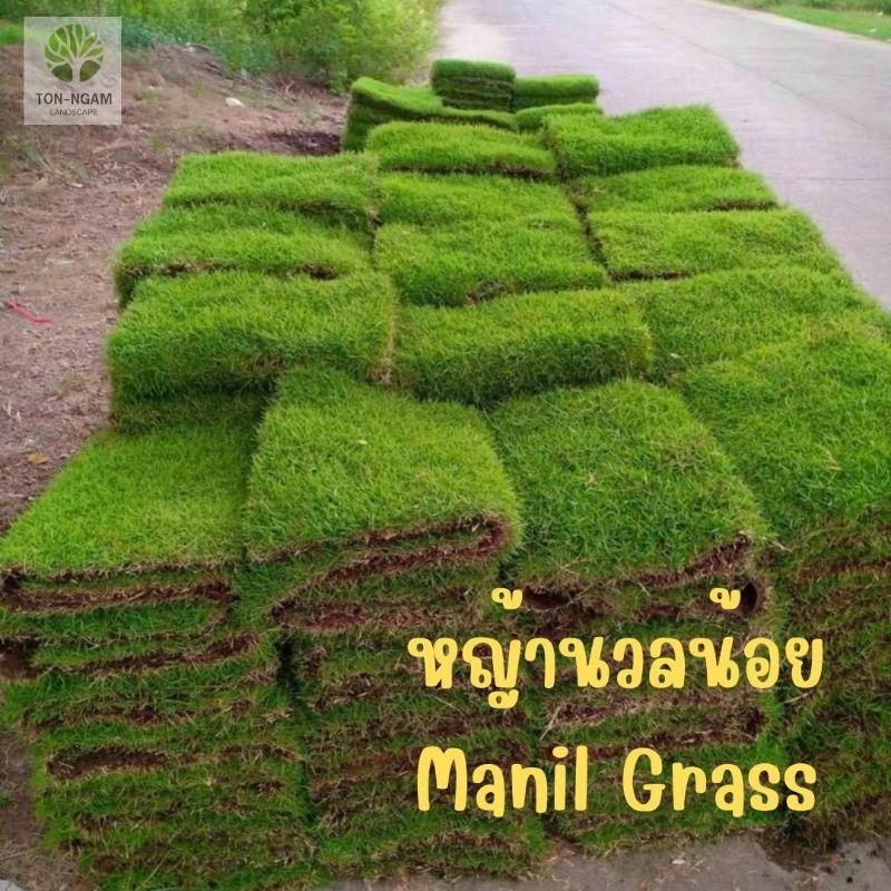 หญ้านวลน้อย​ Manila grass ถูกที่สุด​ บริการ​ประทับใจ​ 1ตรม​ 5ตรม​ จัดส่งไว​ ตัดสดจากไร่หญ้าตามออเดอร์​