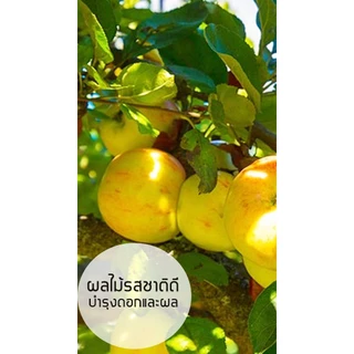 ฮอร์โมนนมสด INSAY ใช้บำรุงดอกผล ฟื้นฟูดิน ส่งเสริมการเจริญเติบโตพืชผักทุกชนิด 1 ลิตร