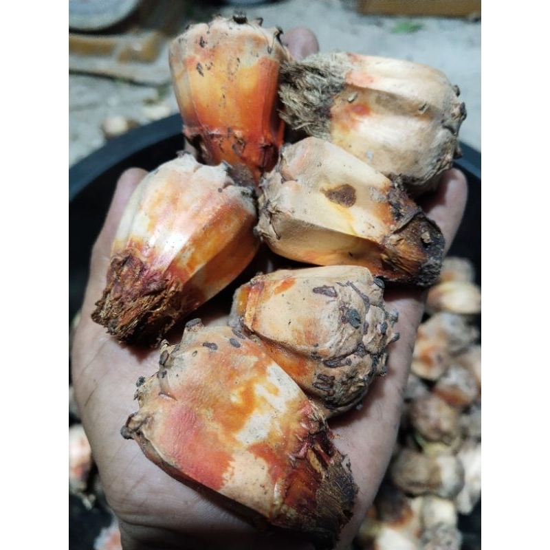 เตยทะเล ลำเจียก ขายเมล็ดพันธุ์1ชุด50บาทบรรจุ60เมล็ด(เมล็ดพันธุ์สำหรับเพาะ)