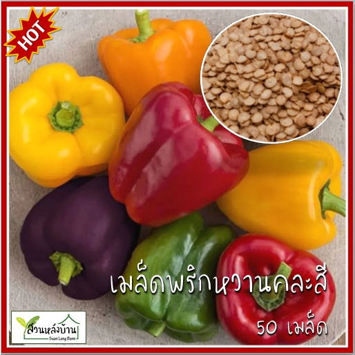 50 เมล็ด พริกหวานคละสี เมล็ดพริกหวานคละสี พริกหวานสีม่วง พริกหวานสีเหลือง