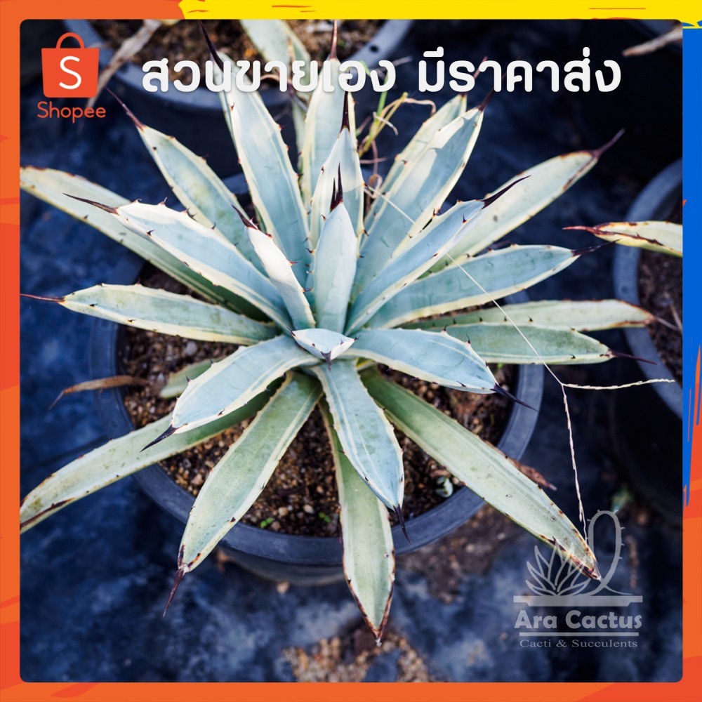สวนขายเอง! อากาเว่บลูริบบอน Blue Ribbon ไซส์กระถาง 8นิ้ว แคคตัส กระบองเพชร ต้นไม้ประดับ อวบน้ำ  แคนตัส  ตะบองเพชร