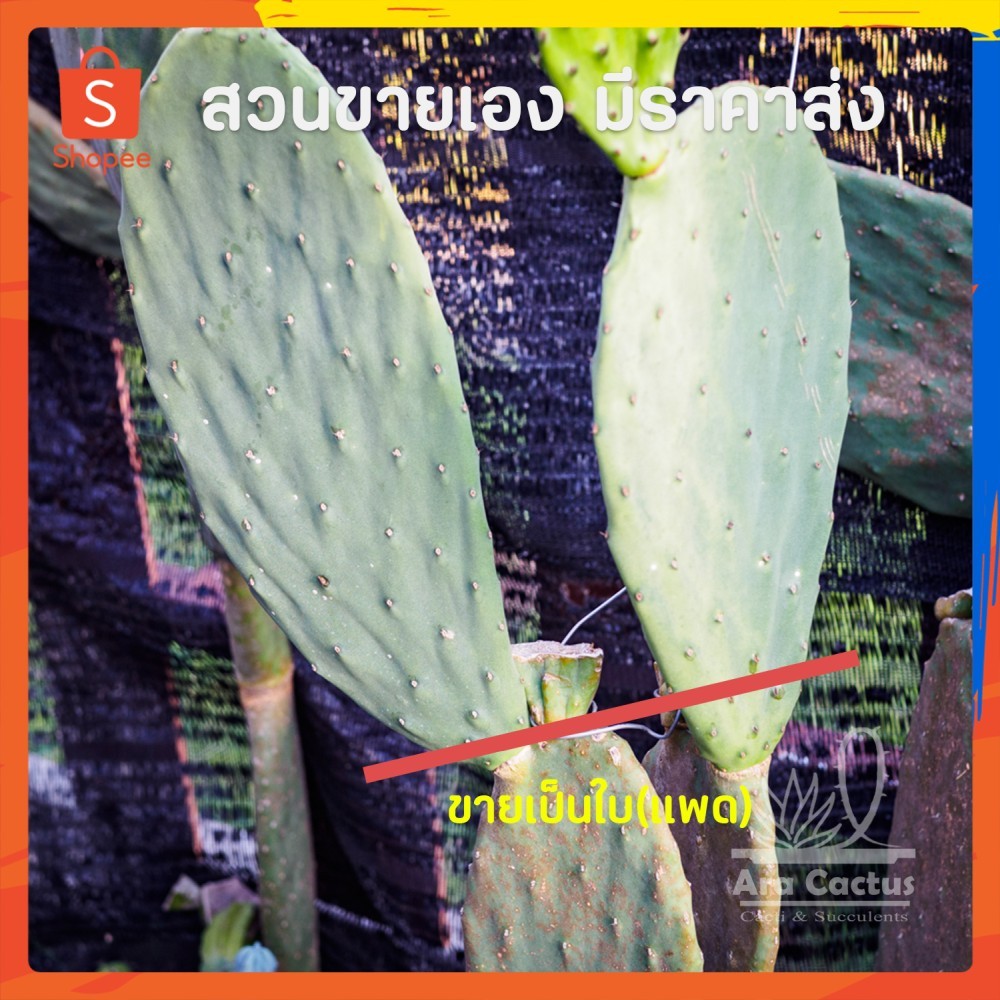 ขายใบตัดสด! โอพันเทียกินใบและผล (ไม่ใช่ใบเสมา) Opuntia ficus-indica ใบแก่ ใหญ่ พร้อมชำ แคคตัส กระบองเพชร