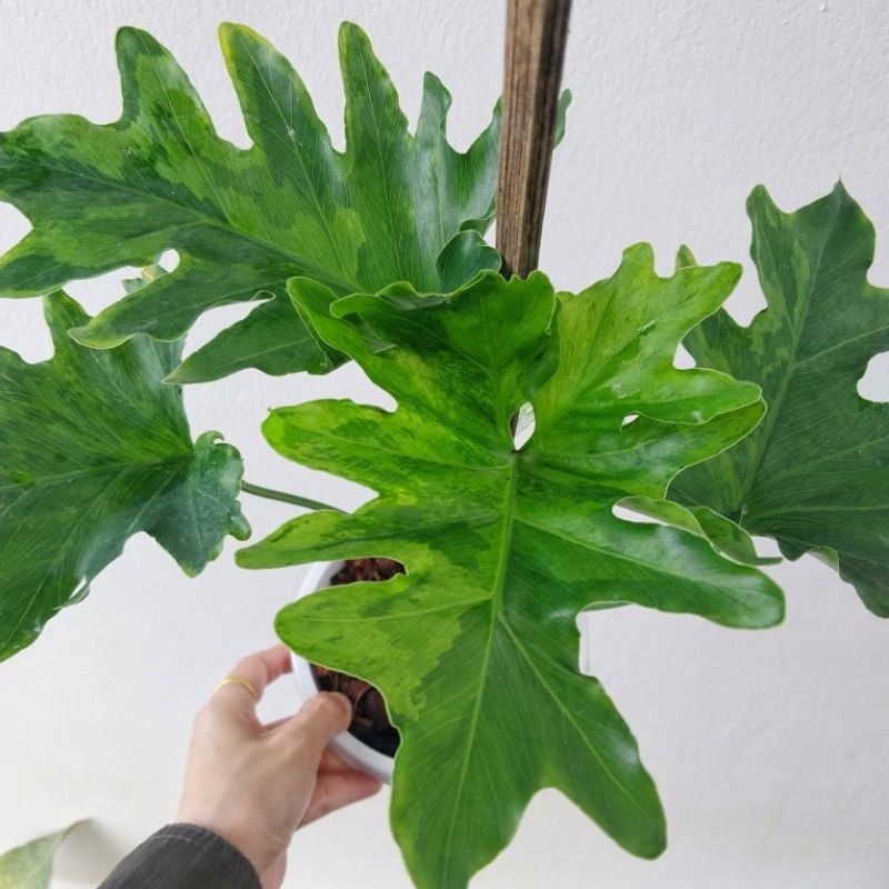 ฟิโลใบมะละกอด่าง  (ตัวไม่เลื้อย) Philodendron selloum variegated เชื้อดี ด่างสวยทุกใบ ไม้แรร์หายาก ไ