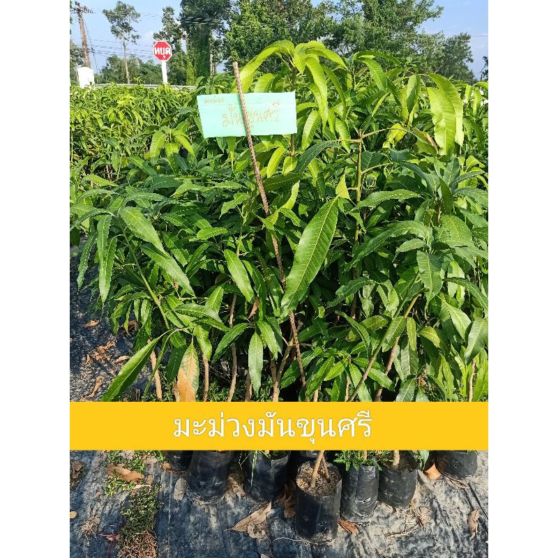 ต้นพันธุ์มะม่วงมันขุนศรี