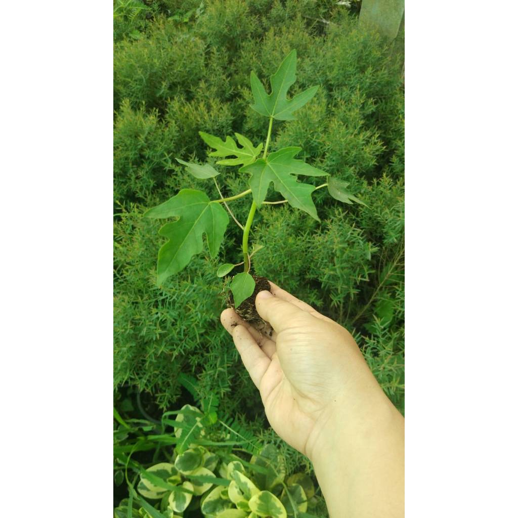 ต้นกล้า มะละกอฮอลแลนด์ ต้นละ 12บาท ซื้อ 10แถม 2ต้น พร้อมปลูก ทานสุกได้ หวานอร่อยมาก ส่งแบบห่อตุ้มส่ง - รูปที่ 5