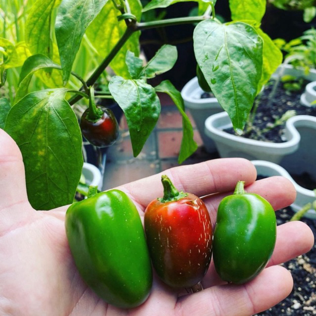 เมล็ดพริกจาลาปิโน - Jalapeno Pepper 40 เมล็ด