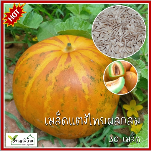 30 เมล็ด แตงไทยลูกกลม เมล็ดแตงไทยผลกลม เมล็ดแตงไทย แตงไทย Musk Melon