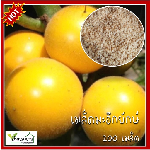 200 เมล็ด มะอึกยักษ์ เมล็ดมะอึกยักษ์ มะอึก เมล็ดมะอึก มะอึกไร้หนาม มะเขือปู่ มะปู่ มะเขือขน หมากขน
