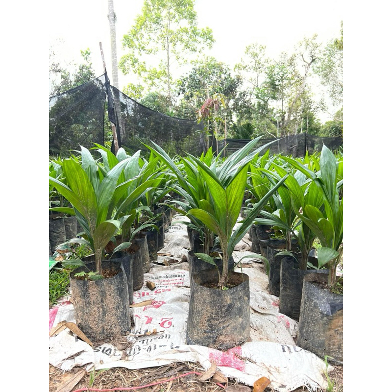 ต้นกล้าปาล์มน้ำมัน สายพันธุ์ยังกัมบิ ML161 มีหลายไซต์
