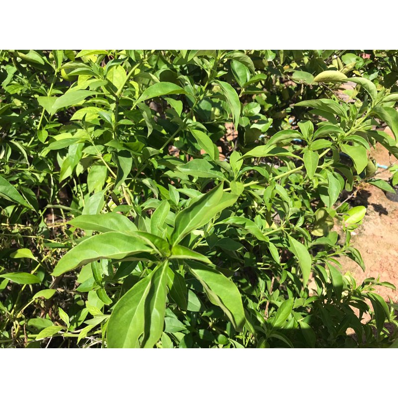 ต้นกล้า อังกาบหนู  เขี้ยวแก้ว, เขี้ยวเนื้อ มันไก่ ต้นละ 29  บาท ไม้ประดับดอกสวย  ใบ เปลือก ลำต้น ดอก เป็นสมุนไพรได้ - รูปที่ 4