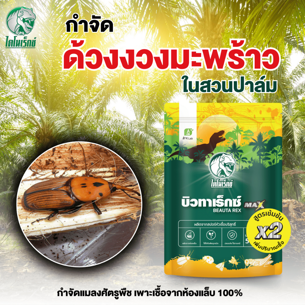 กำจัดแมลงศัตรูพืช ด้วงงวงมะพร้าว ในสวนปาล์ม และ พืชทุกชนิด บิวทาเร็กซ์ แม็กซ์ เชื้อX2 ตรา ไดโนเร็กซ์