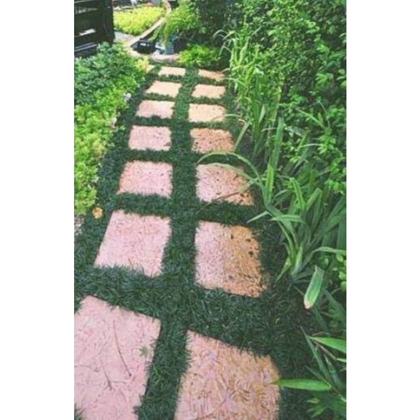 หญ้าหนวดปลาดุกแคระ​ .ปลูกง่าย จัดสวนในร่มทดแทนการปูหญ้า ไม้ประดับ​ สมุนไพร​ ต้นไม้ ฟอกอากาศ สวน จัดสวน แต่งบ้าน สวนครัว - รูปที่ 7