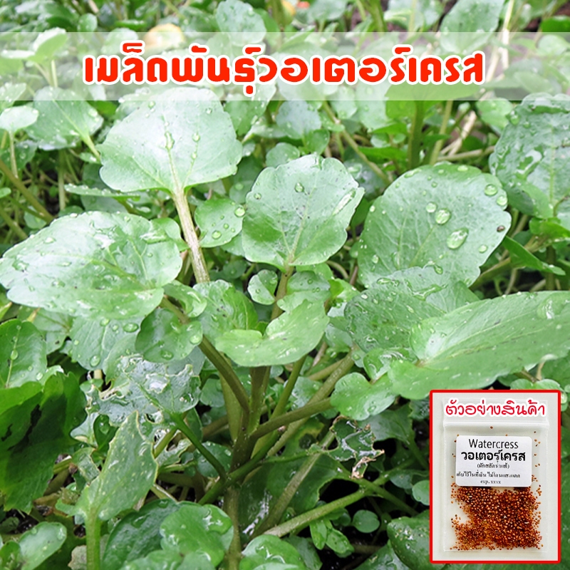 เมล็ดพัน​ธุ์​ watercress วอเตอร์​เครส​แท้​ สลัดน้ำ​ 90-200​ เมล็ด​ ปลูกง่ายโตเร็ว (ซื้อ 10 แถม 1 คละได้)