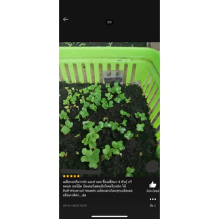 เมล็ดพันธุ์ เคลใบหยิก 100 เมล็ด [ 10แถม2 ]คละได้
