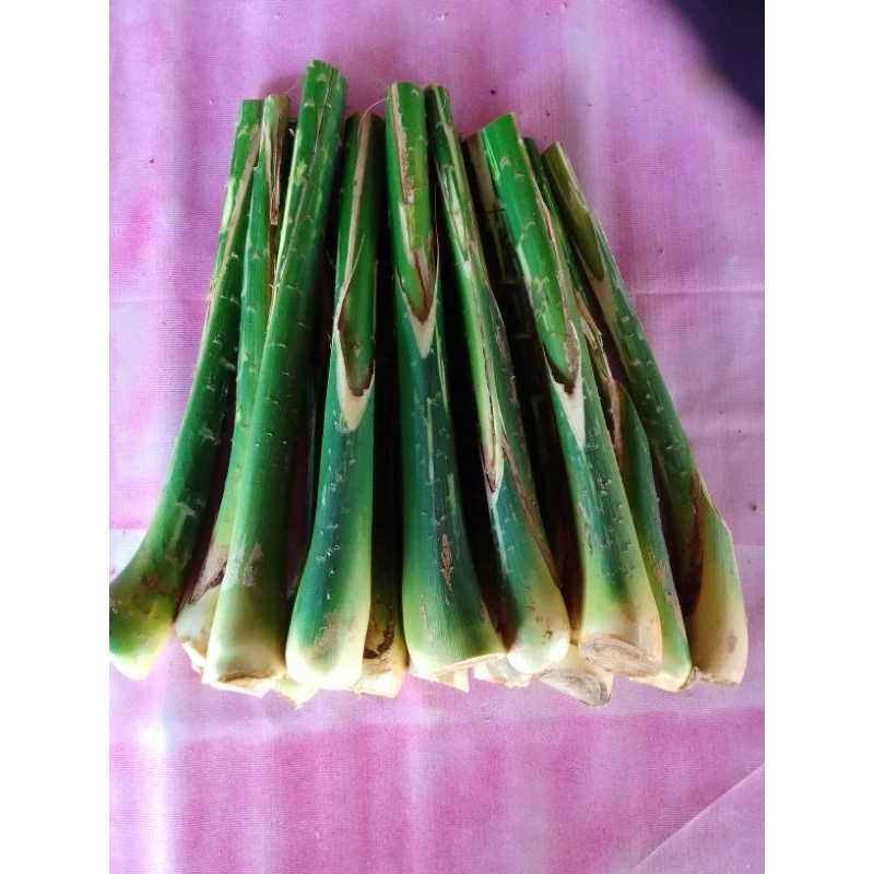 หวายสดภูพาน(แบบหน่อ20หน่อ)