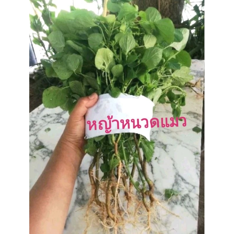 หญ้าแมว​ ตำแยแมว​ กัญชาแมว..