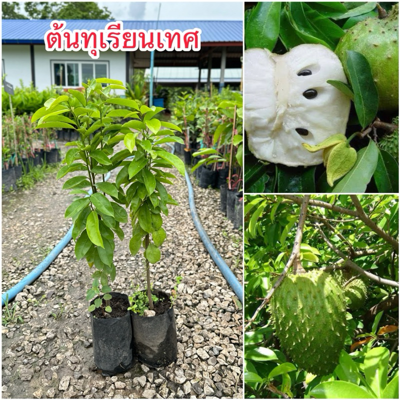 🔥ต้นทุเรียนเทศ🔥 พร้อมส่ง แท้💯%