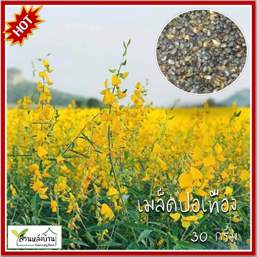 30 กรัม เมล็ดปอเทือง ปอเทือง Sunn Hemp