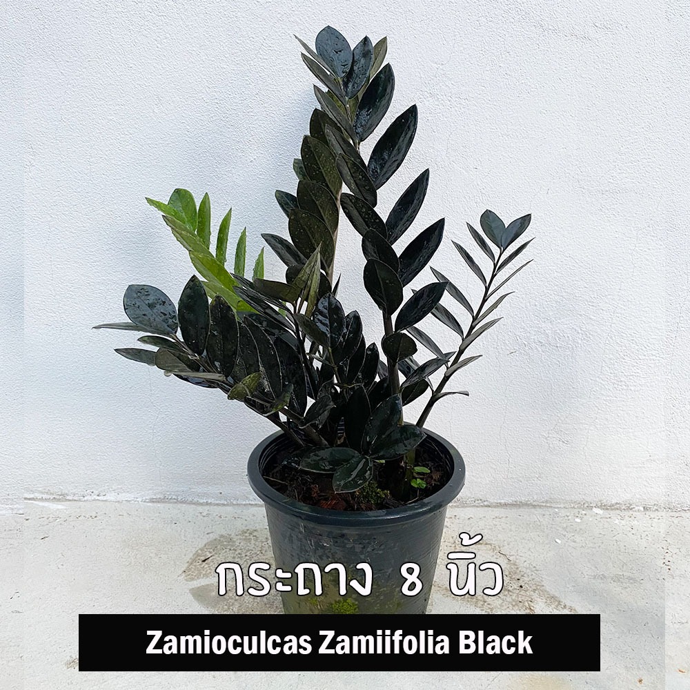 กวักมรกตดำกระถาง 8" รากแน่นฟอร์มกอ Zamioculcas Zamiifolia Black ต้นไม้ปลูกในบ้าน ไม้มงคล ZZ Plant