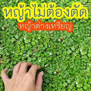 หญ้า📌ทุกสายพันธุ์📌10แถม1++🎯ถูกที่สุด10บ.📌เมล็ดพันธุ์หญ้าทุกสายพันธุ์ 5 -500 เมล็ด🌱ปลูกง่าย🌱เขียวสดใส