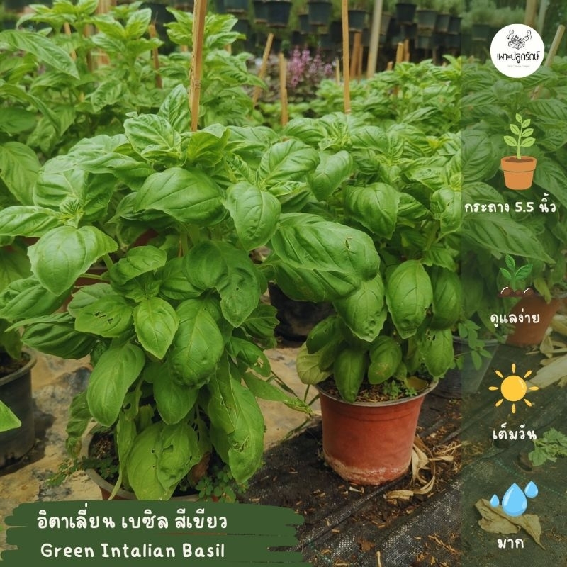 ต้นโหระพาฝรั่ง #อิตาเลี่ยนเบซิล Italian Basil /sweet basil (สีเขียว, สีแดง) H30