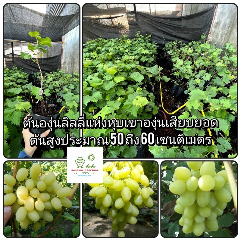 ต้นองุ่นลิลลี่แห่งหุบเขาองุ่นเสียบยอดต้นสูงประมาณ 50 ถึง 60 เซนติเมตร_nhothung