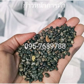 เมล็ดพันธุ์ปอเทือง 20 กิโลกรัมปี2569 งอกดี