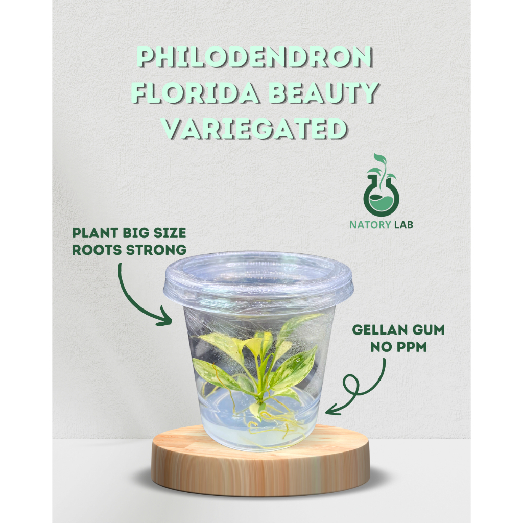 เนื้อเยื่อก้ามกุ้งด่าง Tissue Cultuer Philodendron Florida Beauty Variegated