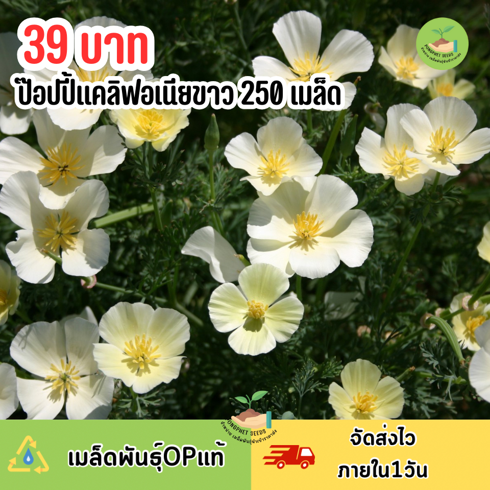 เมล็ดพันธุ์ดอกป๊อปปี้แคลิฟอเนียขาว 250 เมล็ด