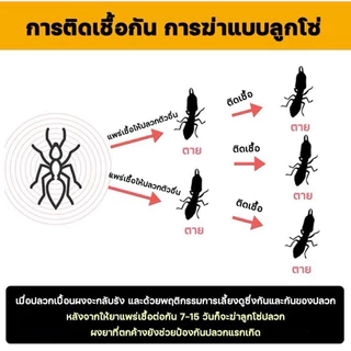 กำจัดมด🐜ปลวก แมลงสาป ตายยกรัง⚡️1ลิตรแถม1ลิตร