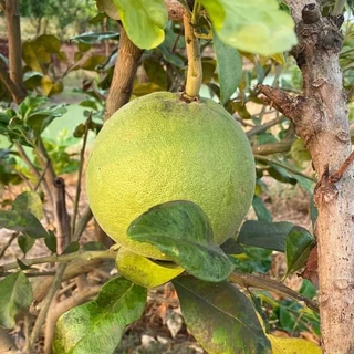 ส้มโอขาวแตงกวา ขนาด 65-100 ซม. มีรสชาติที่โดดเด่นเป็นเอกลักษณ์เฉพาะ เนื้อกุ้งใหญ่ รสหวานฉ่ำ
