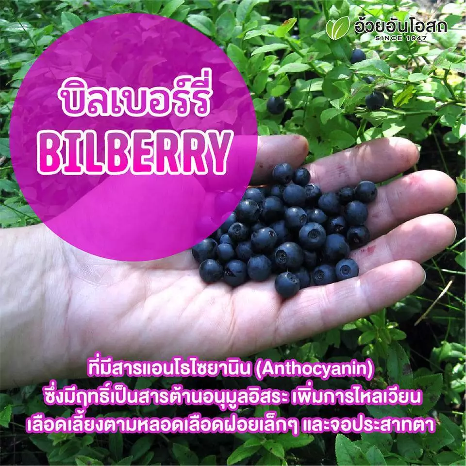 Ocoberry Bilberry Extract บิลเบอร์รี่ บำรุงสายตา วิตามินบำรุงดวงตา อ้วยอันโอสถ 60 แคปซูล ของแท้100% thumbnail 4