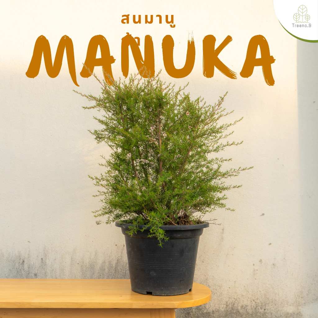 Treeno.9 T227 สนมานูก้า ไม้มงคล (Manuka) กระถาง 10 นิ้ว / สูง 50-60 ซม. / ไม้ประดับ ไม้ดอก บอนไซดัด (ต้นไม้)